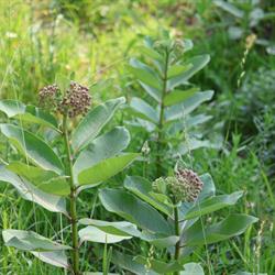 Milkweed Mondays